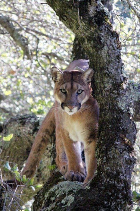 Mountain lions attacking trail runners. Behaviors in California mountain lions affected by human ...