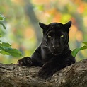 Fotógrafo retrata a una elusiva pantera negra en la selva de Kabini