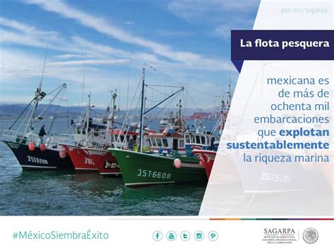 La Flota Pesquera Mexicana Es De Más De Ochenta Mil Embarcaciones Que