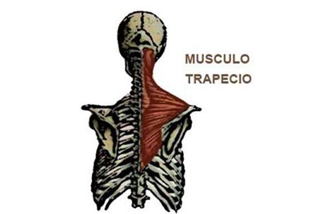 El Músculo Trapecio Localización Y Funciones Principales