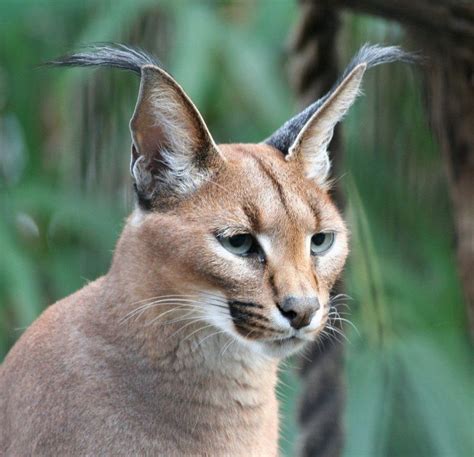 Caracal Steppe Lynx Photos Stories Каракал Рысь