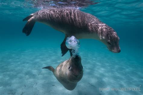 tony wu australian sea lions