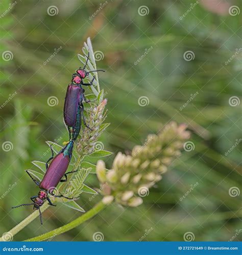 Two Red Metalic Blister Beetles Mating Stock Image Image Of