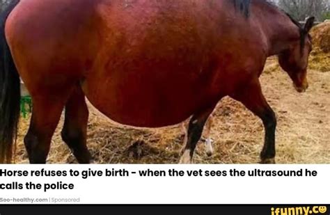 Horse Refuses To Give Birth When The Vet Sees The Ultrasound He Alls