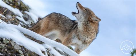 How To Call Coyotes Types And Tips Moto