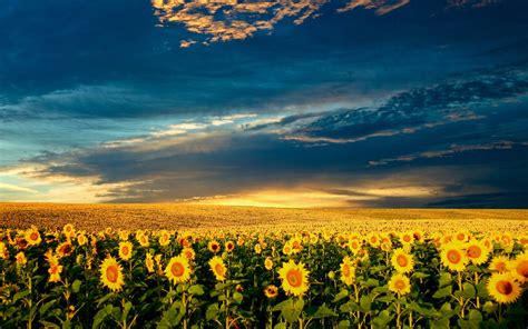 Sunflowers At Sunset Wallpapers Hd Wallpapers 77342