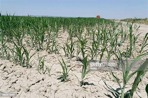 Corn Leaf Blight Photos And Premium High Res Pictures Getty Images