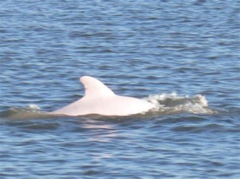 Watch Rare Albino Dolphin Spotted Off Florida Coast Sarasota Fl Patch