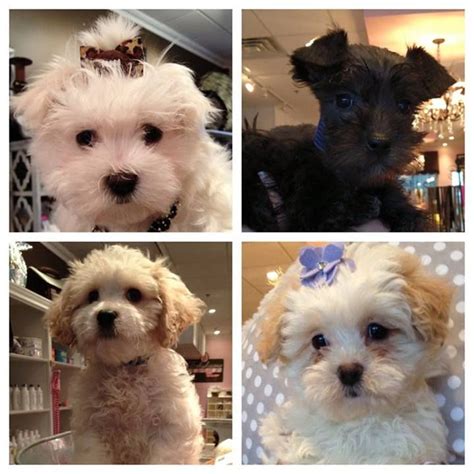 Puppies For Sale Furrylicious Puppy Boutique New Jersey Tiere