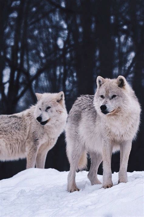 What Inspires — Wolverxne Arctic Wolves By The Spirit Within