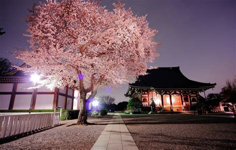 Japanese cherry blossoms at ryoanji temple in kyoto. Wallpaper the evening, Japan, Sakura, temple, Japan images ...