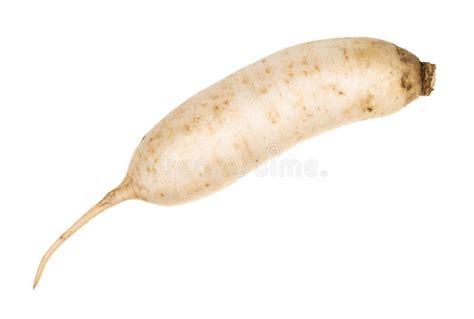 Fresh Daikon Radishes Vegetable Stock Image Image Of Radish
