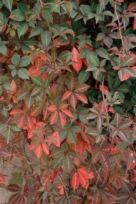 Parthenocissus Henryana The Chinese Virginia Creeper Is Less Vigorous Than Other Virginia