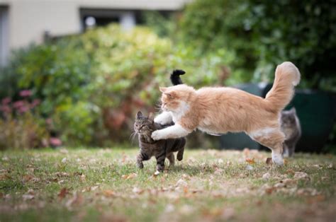 Are My Cats Playing Or Fighting Cat Behaviorist Explains
