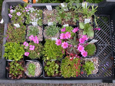 Collection Of 20 Different Easy And Reliable Rock Garden Plants