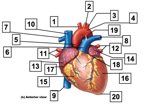 Lab 9 Human Heart Anatomy Diagram Quizlet