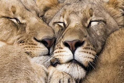 40 Photos Of Animals In Love Lion And Lioness Animals Animals Beautiful