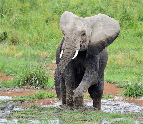 Elephant Wildlife Africa Tusks Pikist