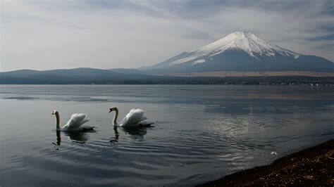 5120x2880 Mount Fuji Landscape View Ducks 5k 5k Hd 4k Wallpapers