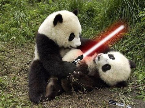The Power Of The Panda