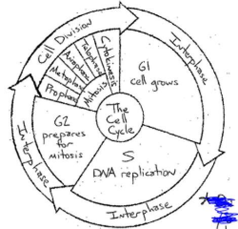 Worksheet answer key typically students practice by working through lots of sample problems and checking their answers people interested in cell cycle worksheet practice cell cycle questions: The Cell Cycle Coloring Worksheet Answers sheet 1 | Cell ...