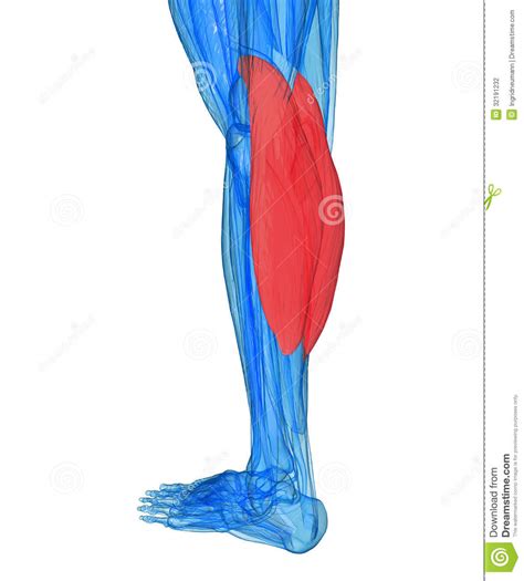 Calves Anatomy Muscles Stock Illustration Illustration Of Black