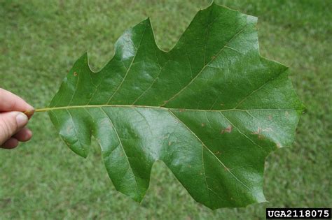 Black Oak Quercus Velutina Fagales Fagaceae 2118075