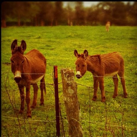 Dos Donkeys Burritos Donkeys Cow Horses Galore Darling Mules
