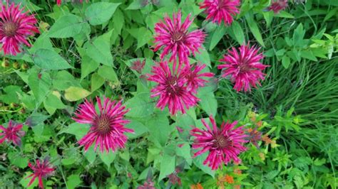 Monarda Didyma Complete Guide To Red Bee Balm Growit Buildit