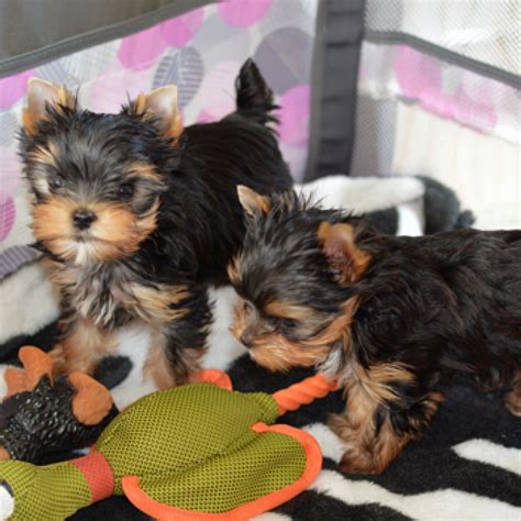 You will need fewer sessions over time. Tea Cup Yorkie's Puppies For Adoption - Dogs & Puppies ...