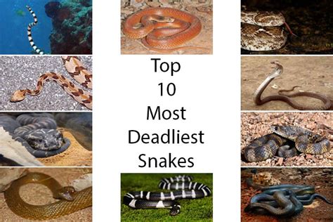 10 Most Poisonous And Most Dangerous Snakes In The World