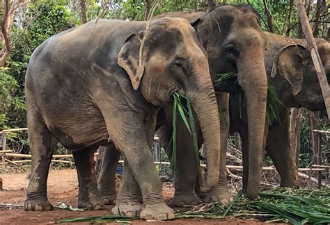 Elephant Wildlife Sanctuary Elephant Save And Care And Feeding