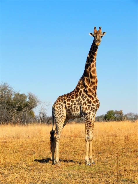 10 Interesting Facts About Giraffes Sightseeing Scientist Giraffe