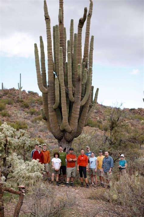 Under The Saguaro Apache Junction Arizona Saguaro Saguaro Cactus