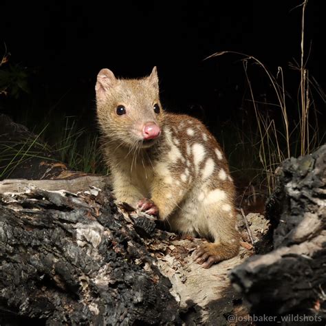 Quoll Headquarters Wildlife Reserve Tenterfield