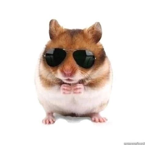 Create Meme Hamster Homa Hamsters Pictures Meme