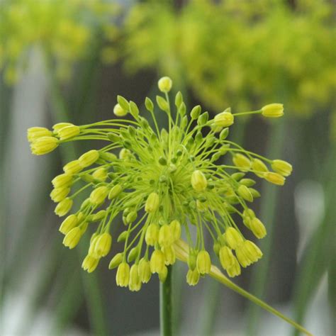 Lataakia Lauk Allium Chloranthum Yellow Fantasy Anu Aed