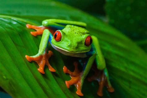 Red Eyed Tree Frog Animalia