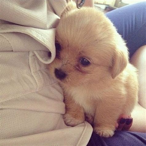 The Cutest Puppy Aww