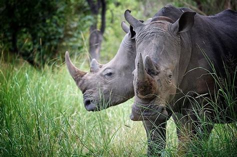 Rhino Numbers Rebound In Conservation Success Natural World Fund