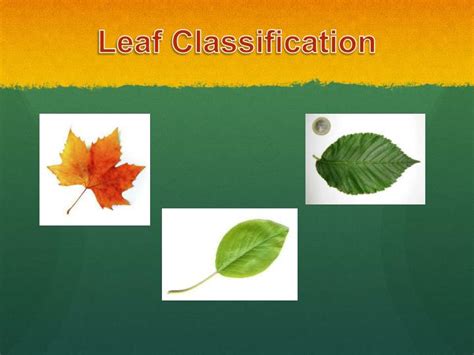 Ppt Leaf Classification Powerpoint Presentation Free