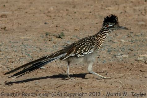Know the bones and how they move, know the muscles and their origin. Greater Roadrunner clipart, Download Greater Roadrunner ...