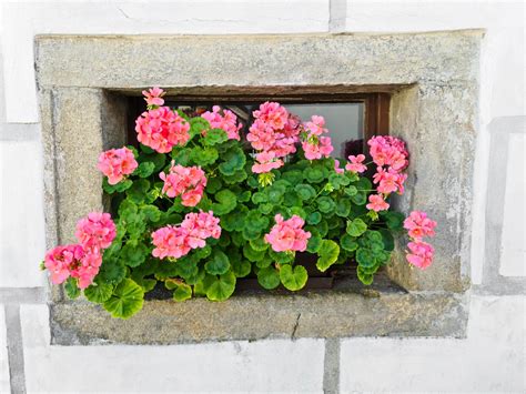 Flowers On A Window Sill Free Stock Photo Public Domain Pictures