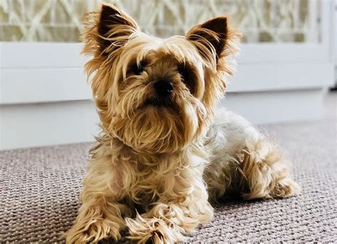 12 Amazing Things About Yorkie Poo Yorkie Poodle Mix Dogs Yorkie