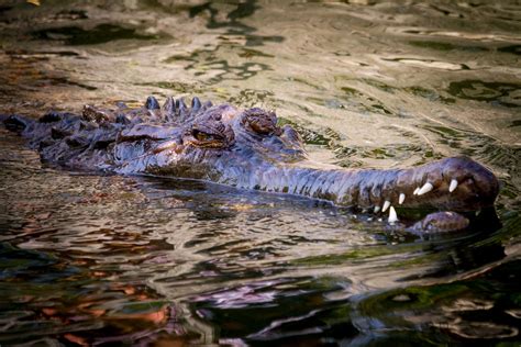 False Gharials Alligator Adventure