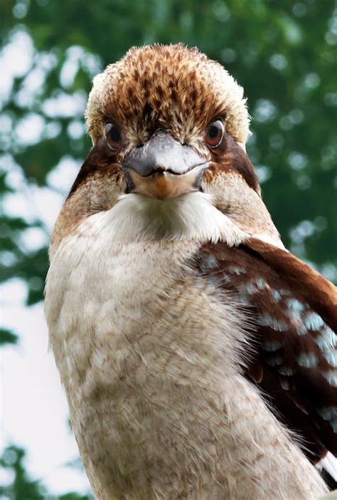 Brown And White Feathered Bird · Free Stock Photo
