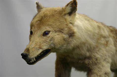 Debate Over Japans Extinct Wolf Grows Nexus Newsfeed