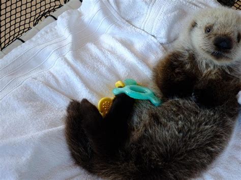 The Worlds Cutest Sea Otter Pup Has Been Given An Adorable Name