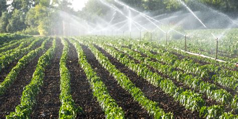 How Do Automatic Irrigation Systems Work Chicago Land Gardening