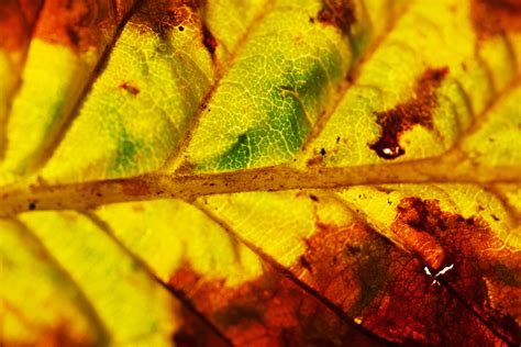 Macro Of An Autumn Leaf Free Stock Photo Public Domain Pictures